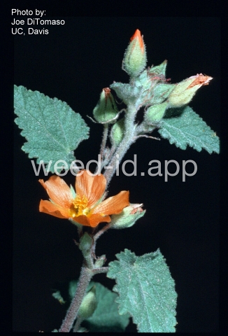 globemallow